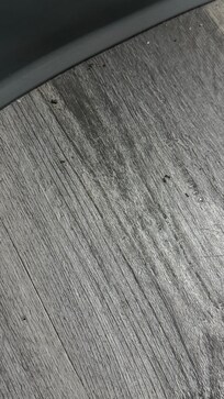 Ants on another end table