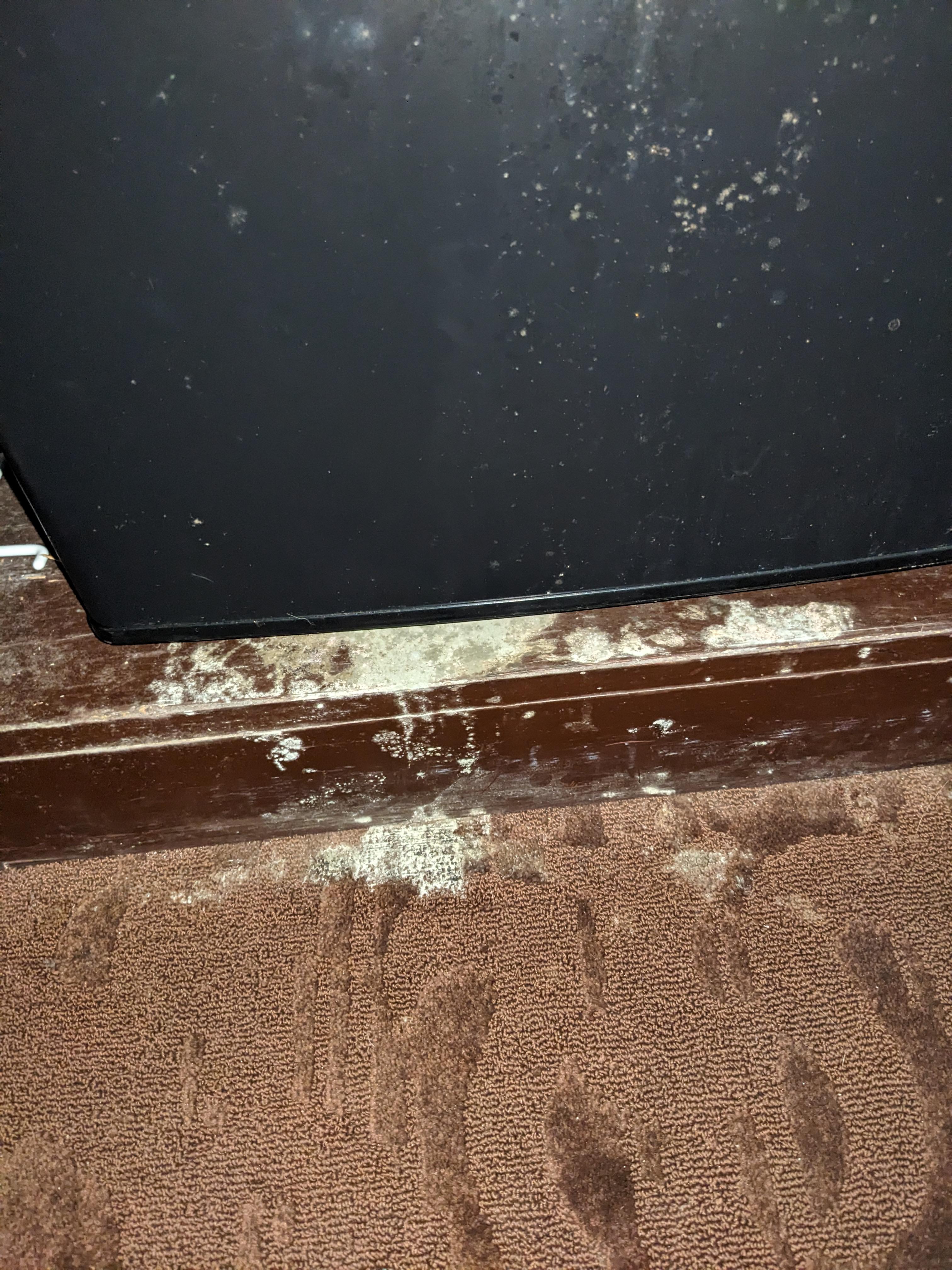 Mold from refrigerator all the way into the carpet