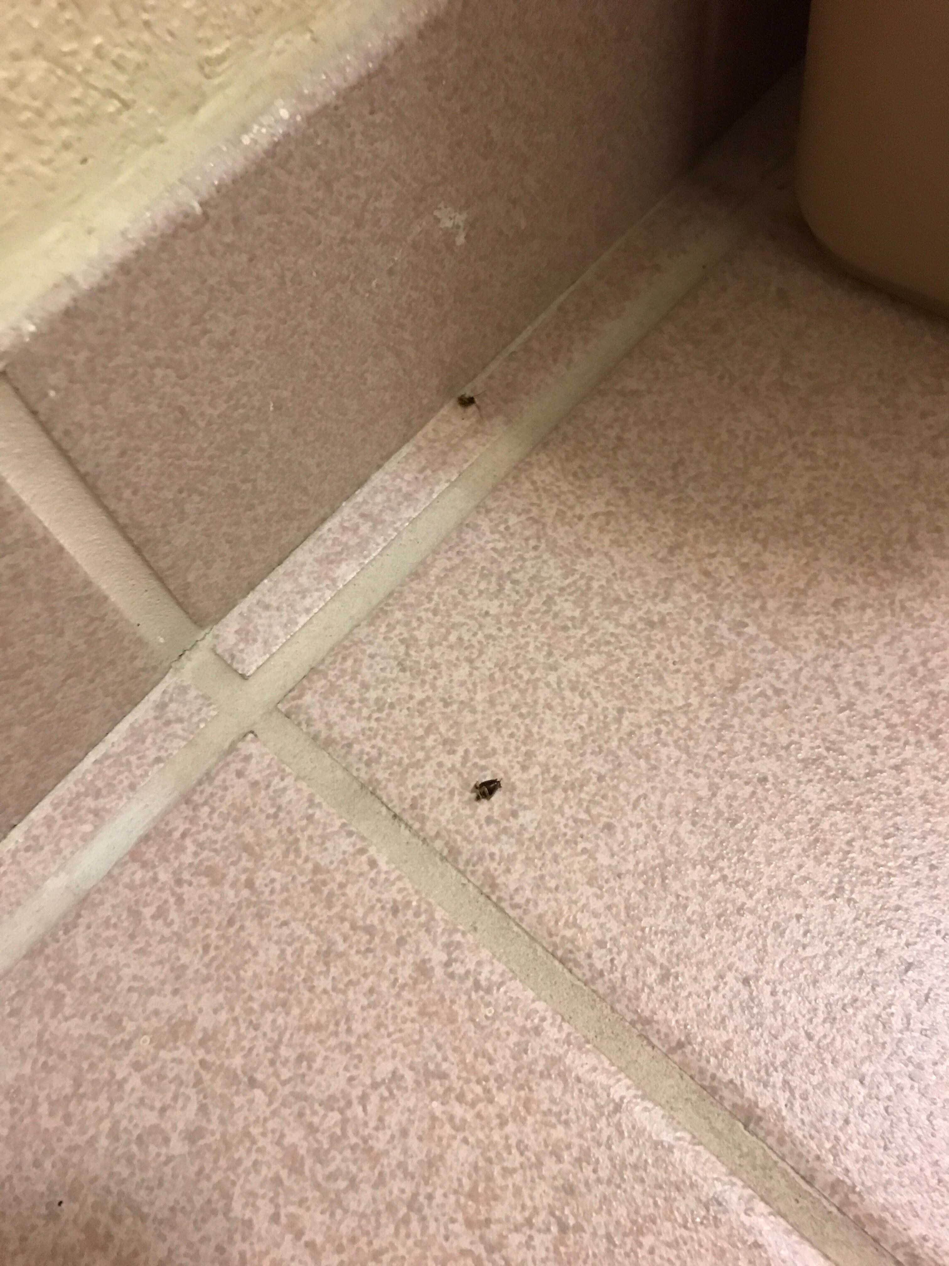 Cockroach