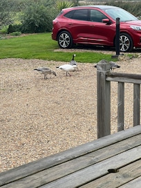 Disability parking if needed
