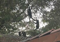 Afternoon monkeys