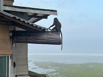 Monkey