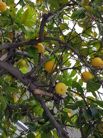 Le citronnier dans le patio de l'hôtel