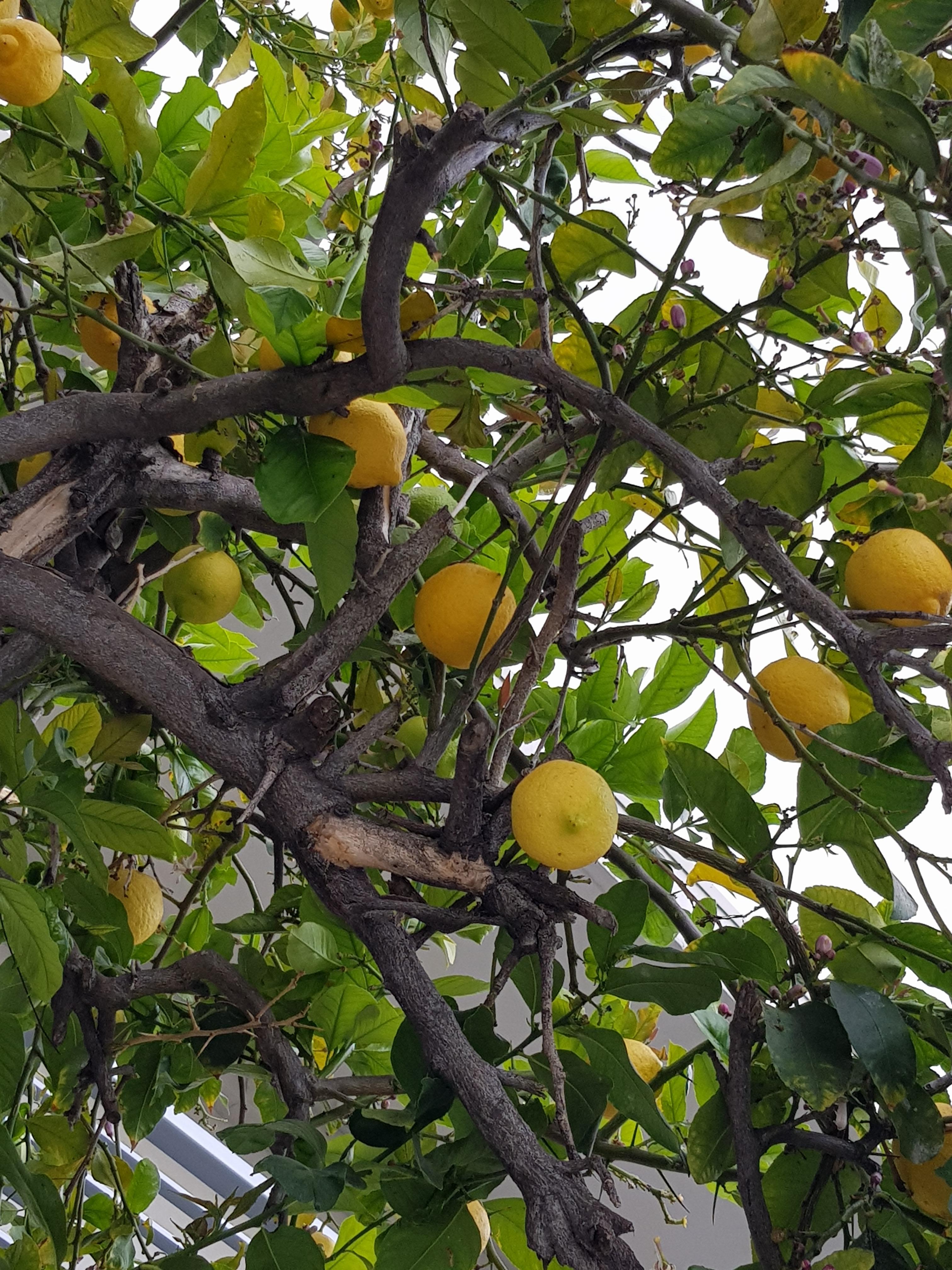 Le citronnier dans le patio de l'hôtel 