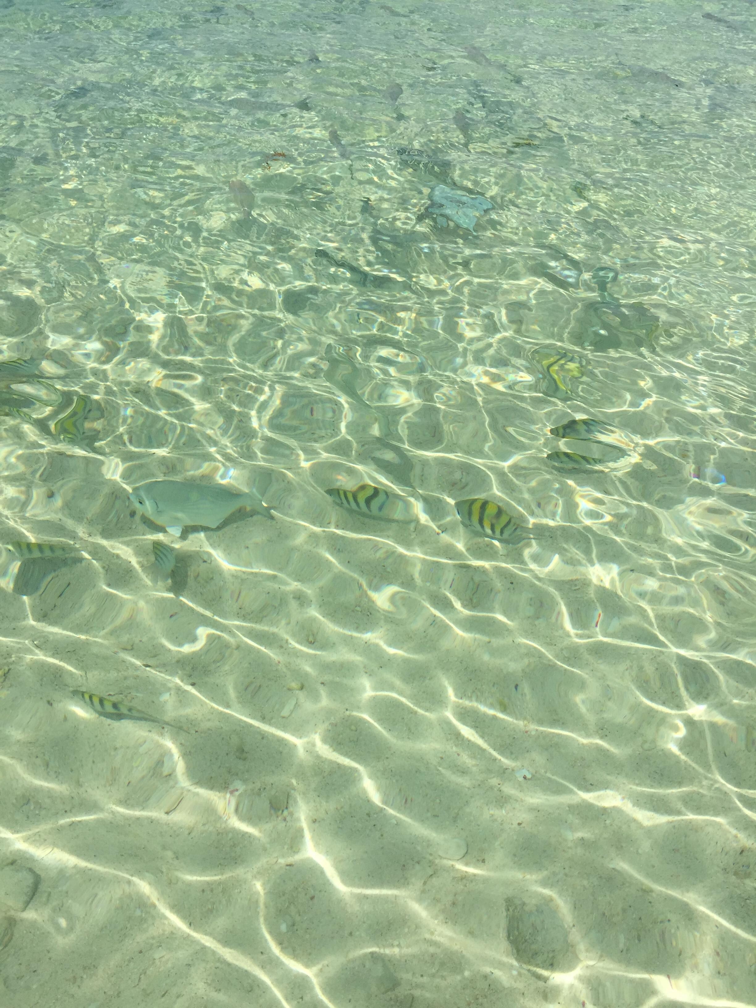 Beach full of Friendly Fish