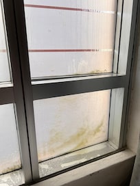 Window with algae