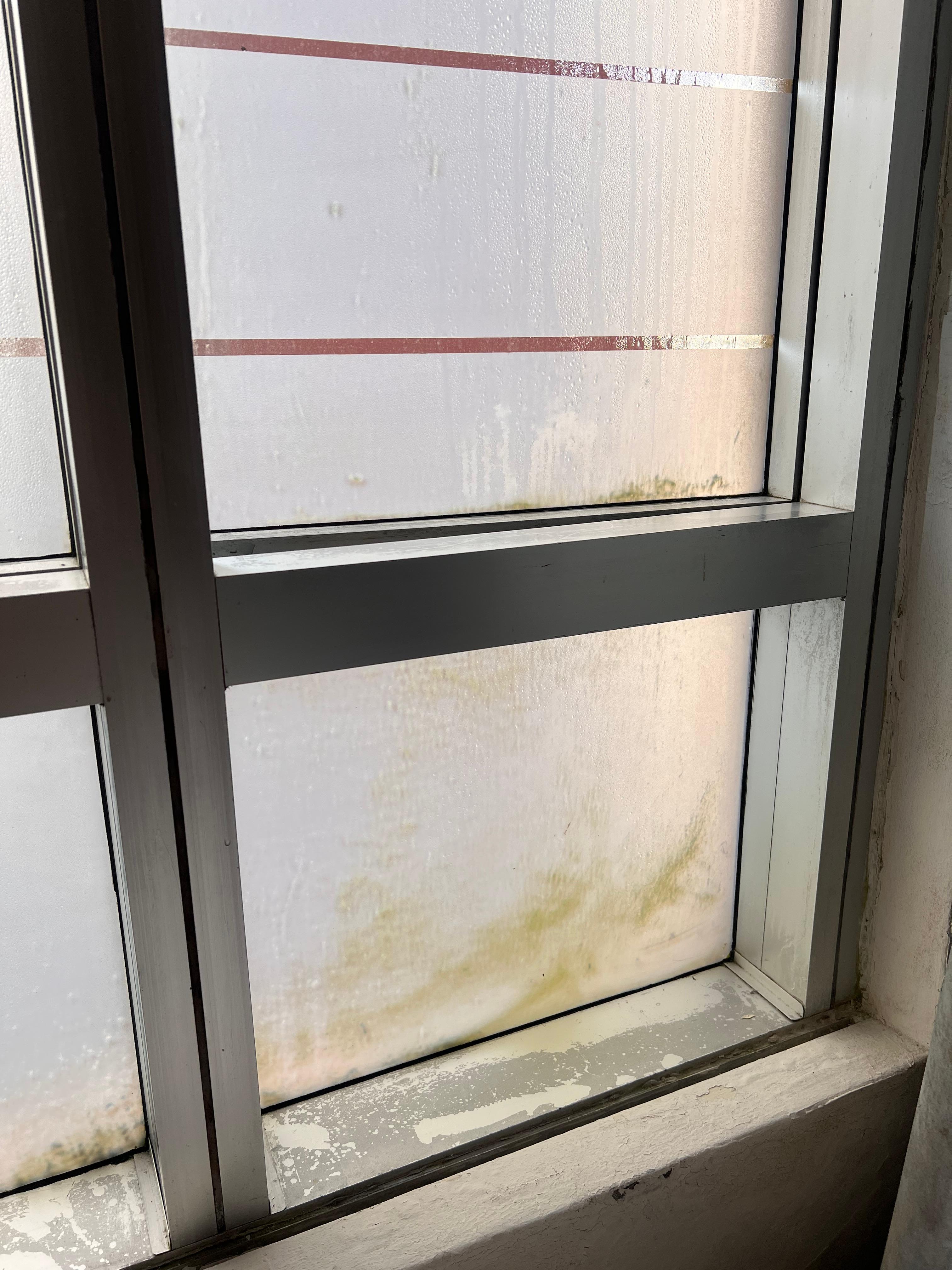 Window with algae