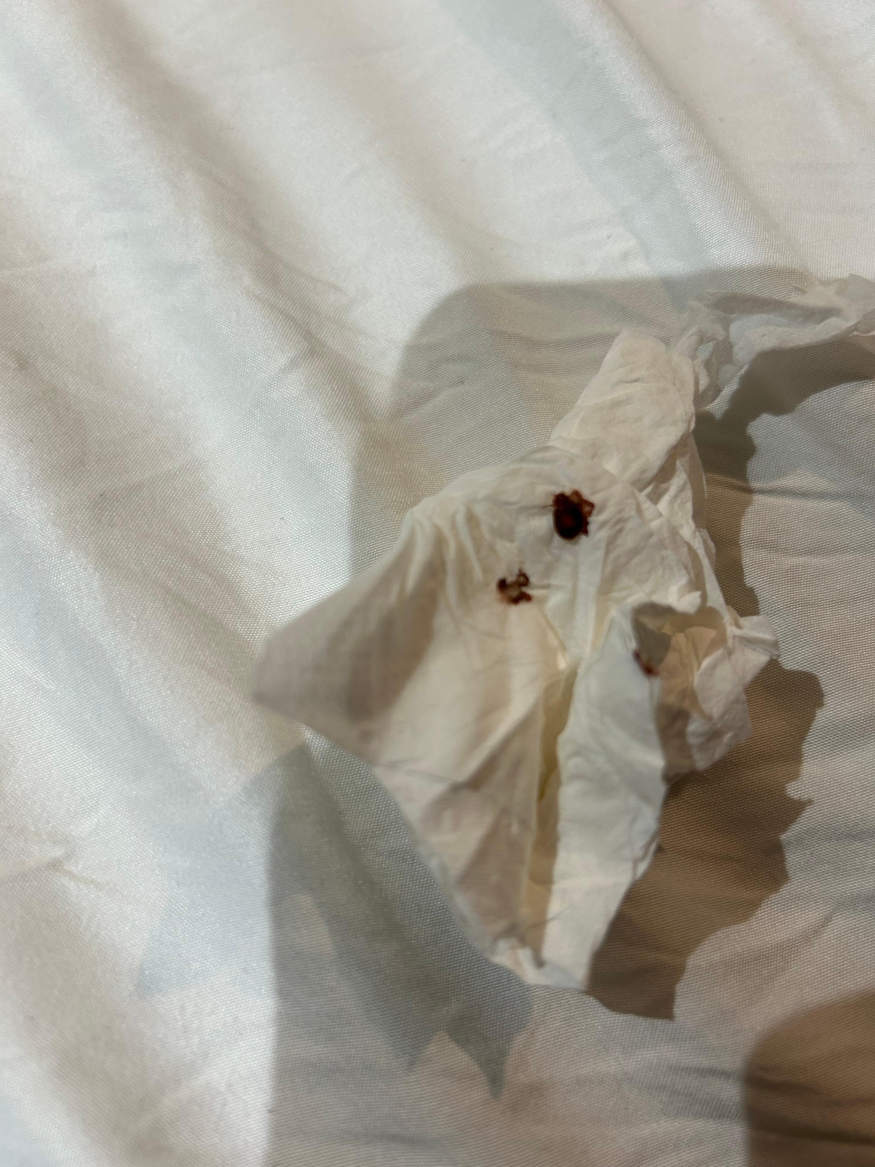 Bed bugs