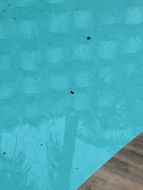 Barata morta na piscina.