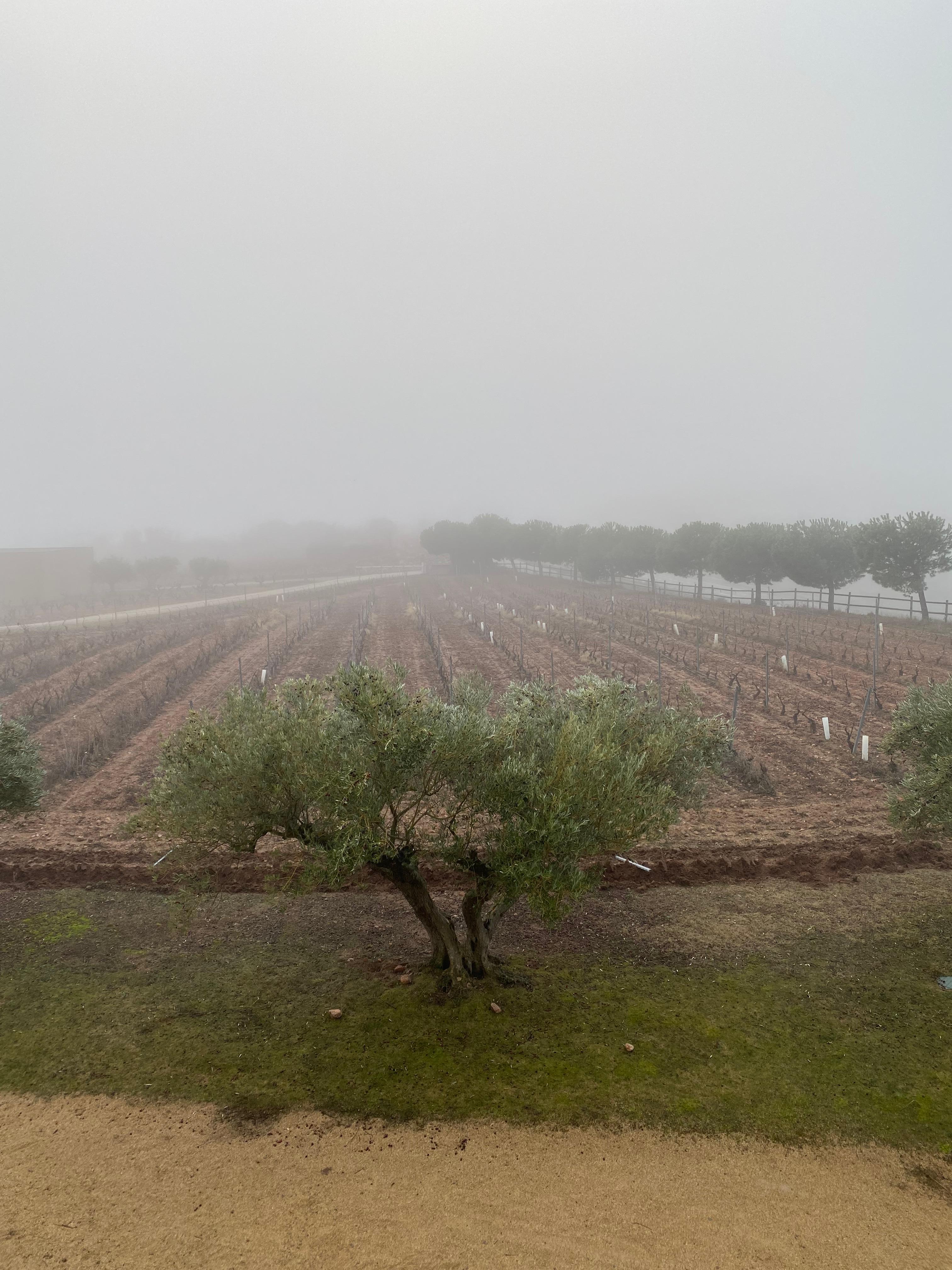 Vista desde el balcón 