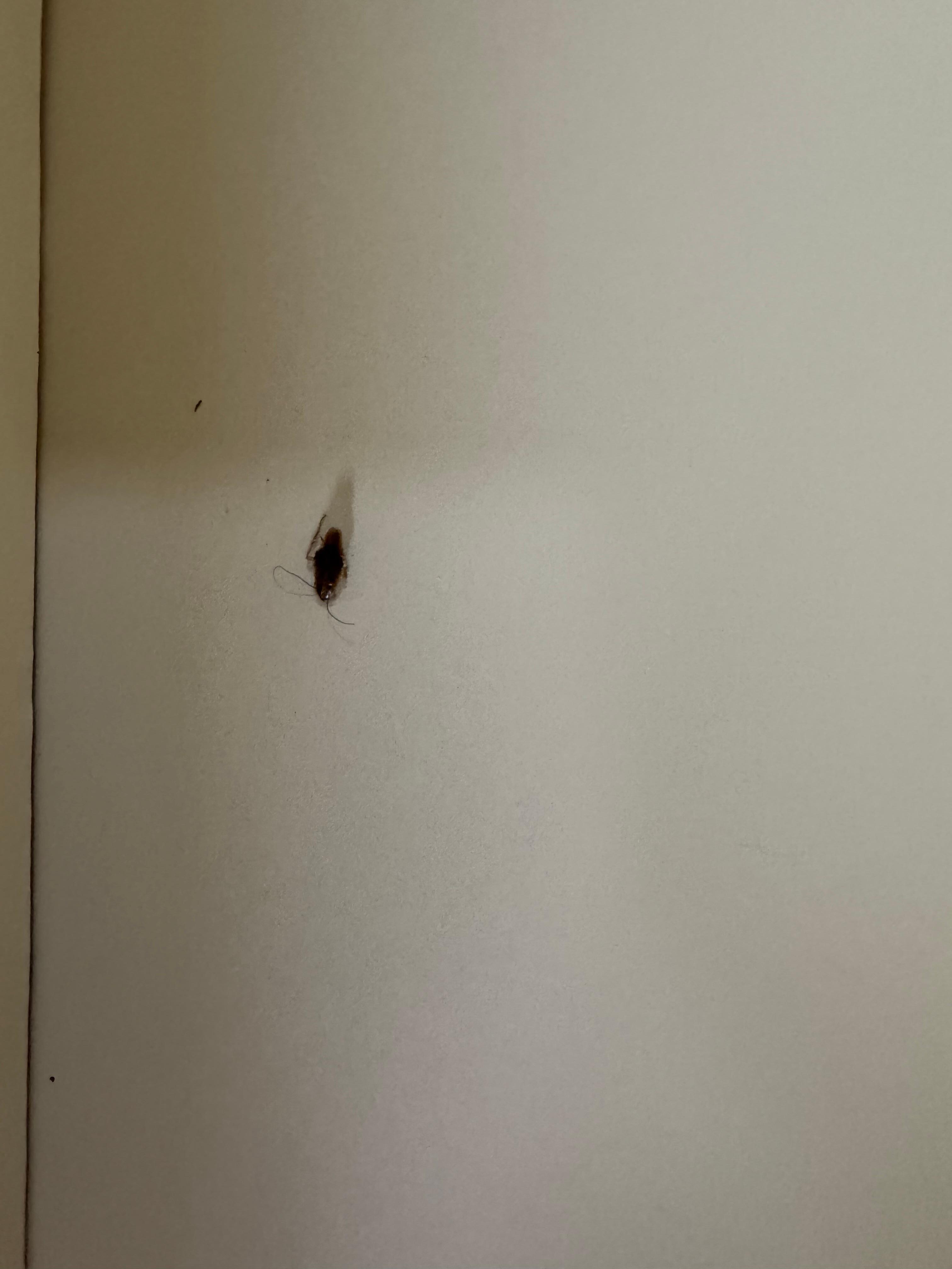 Dead roach in drawer