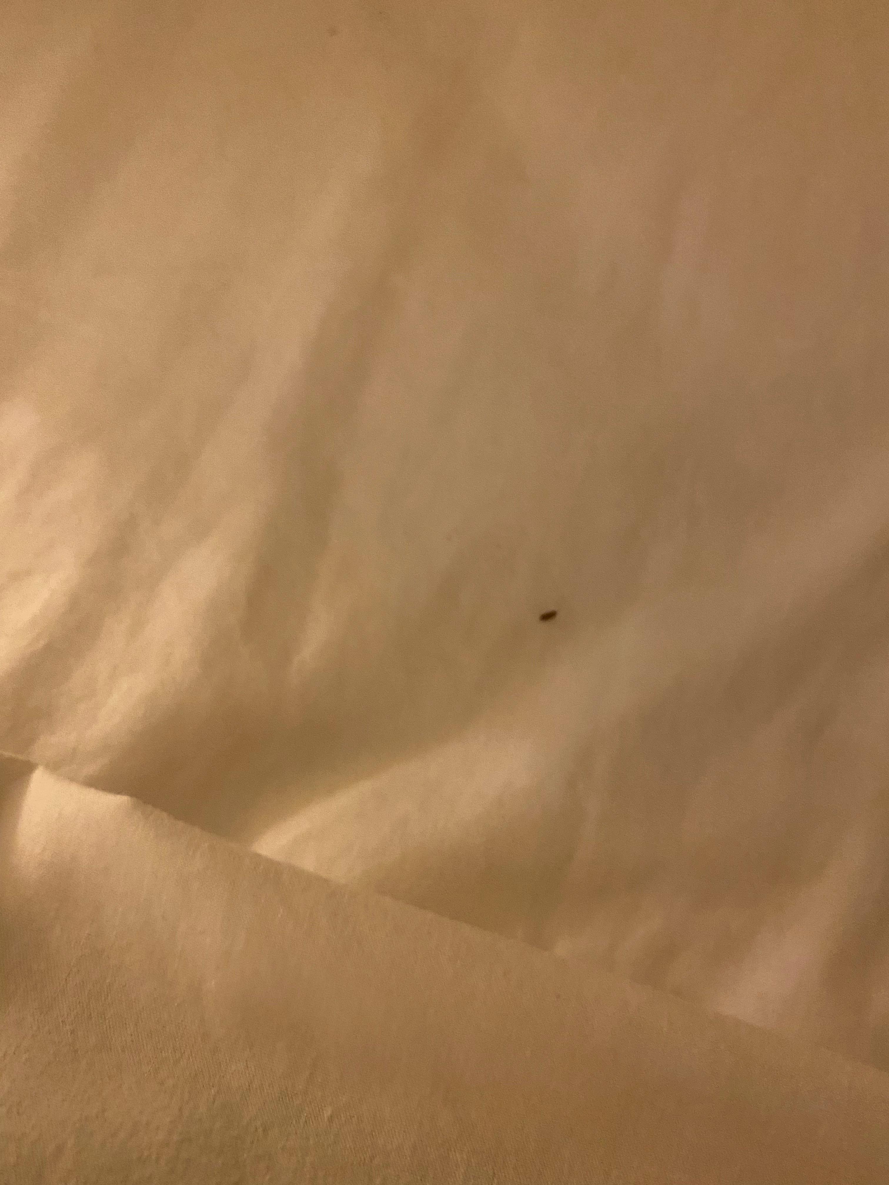 The bug that was in my specific room. 