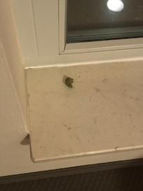 Trockenes Laub auf dem Fensterbrett