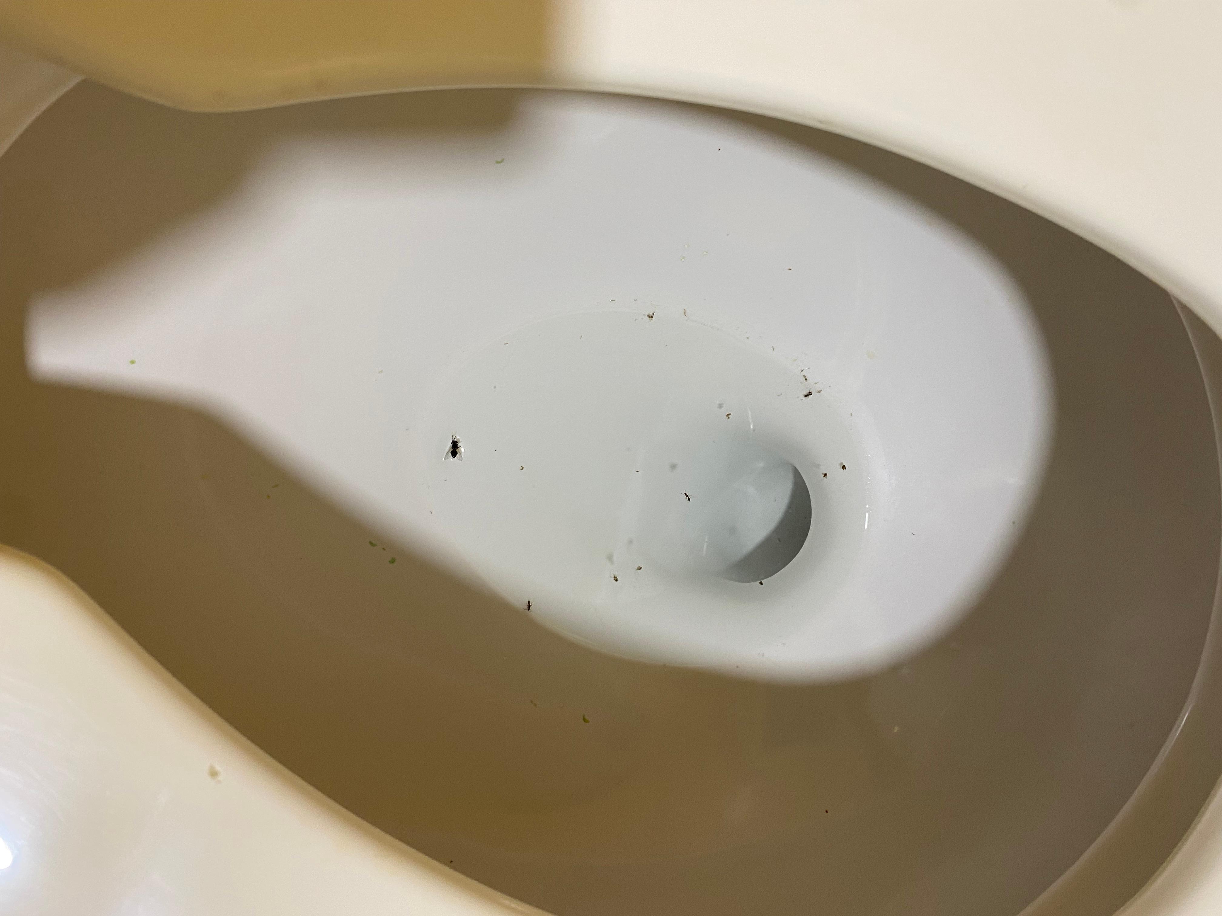 Ants or bugs in the toilet 