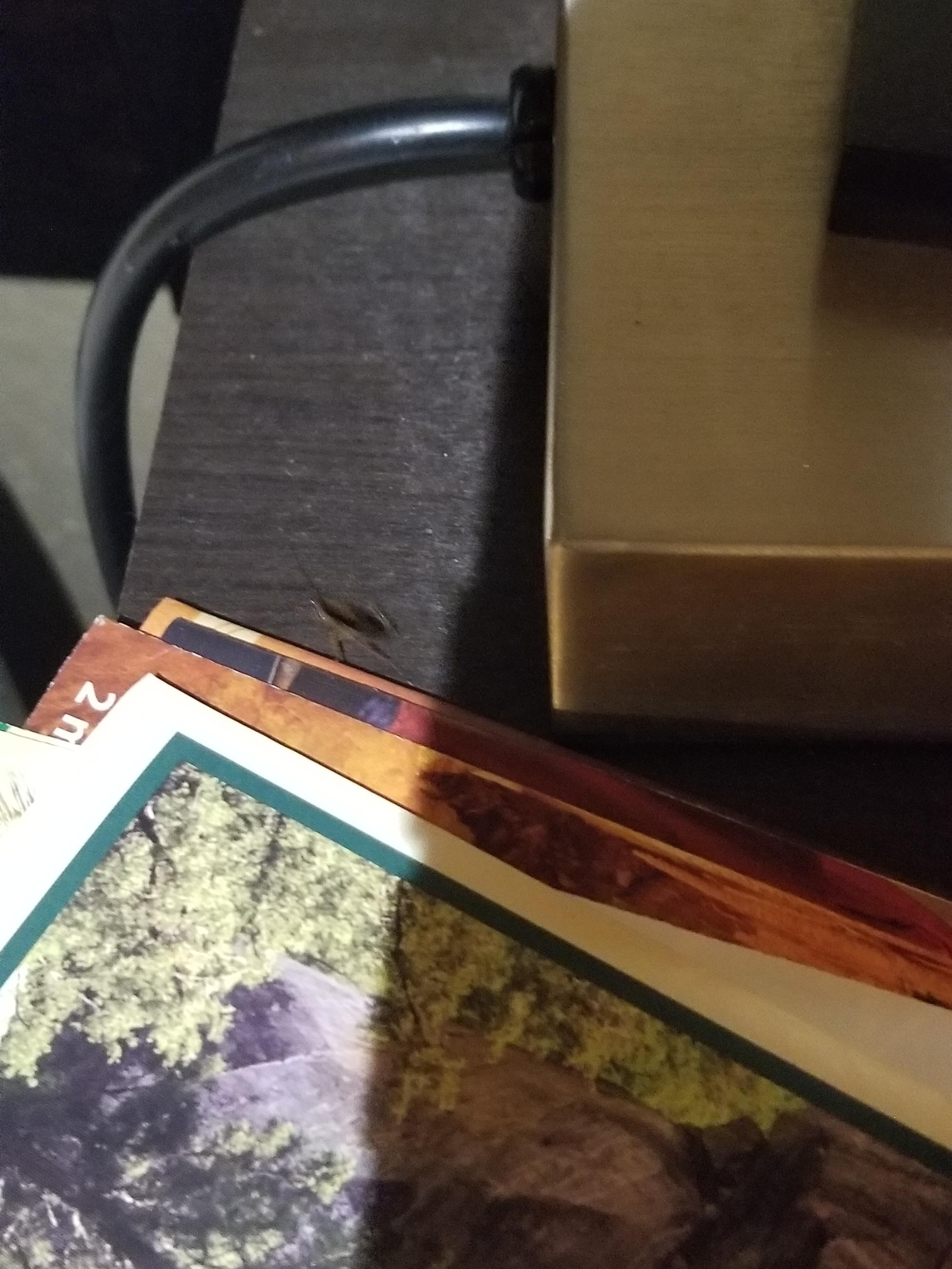 Roach on the run