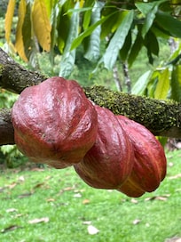 Kakaobohnen