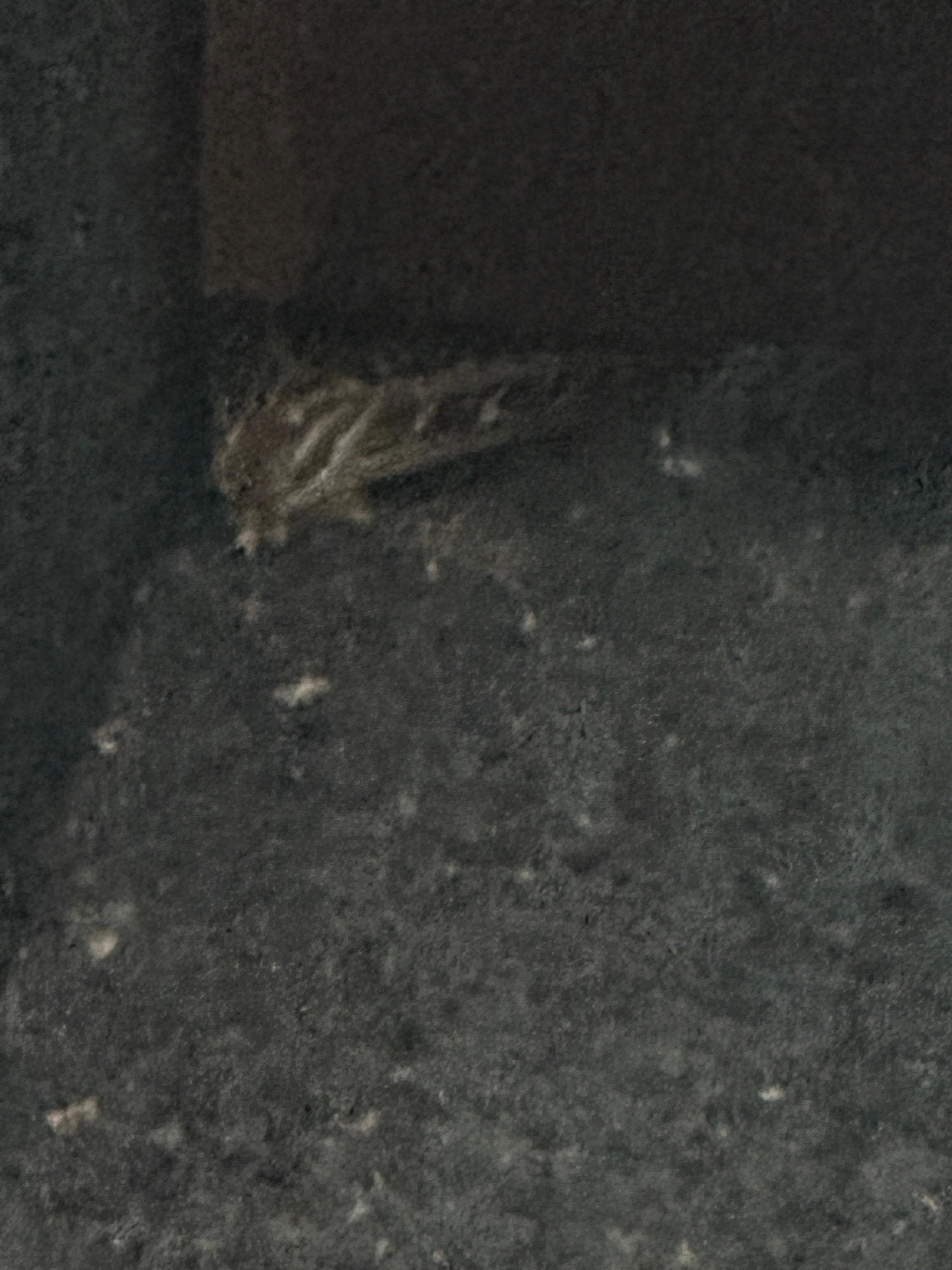Looks like a hidden rat