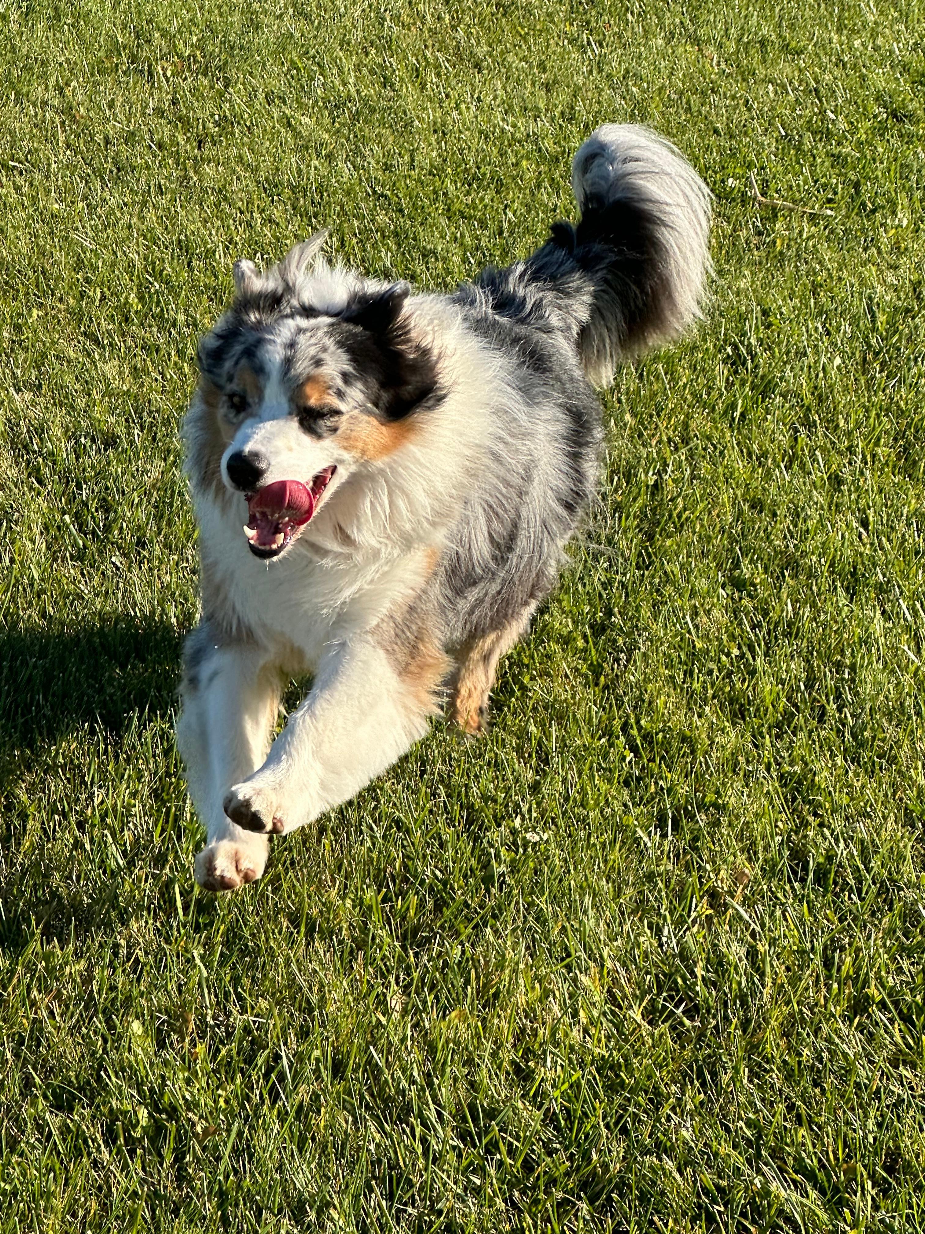 My dog enjoyed running after a long ride