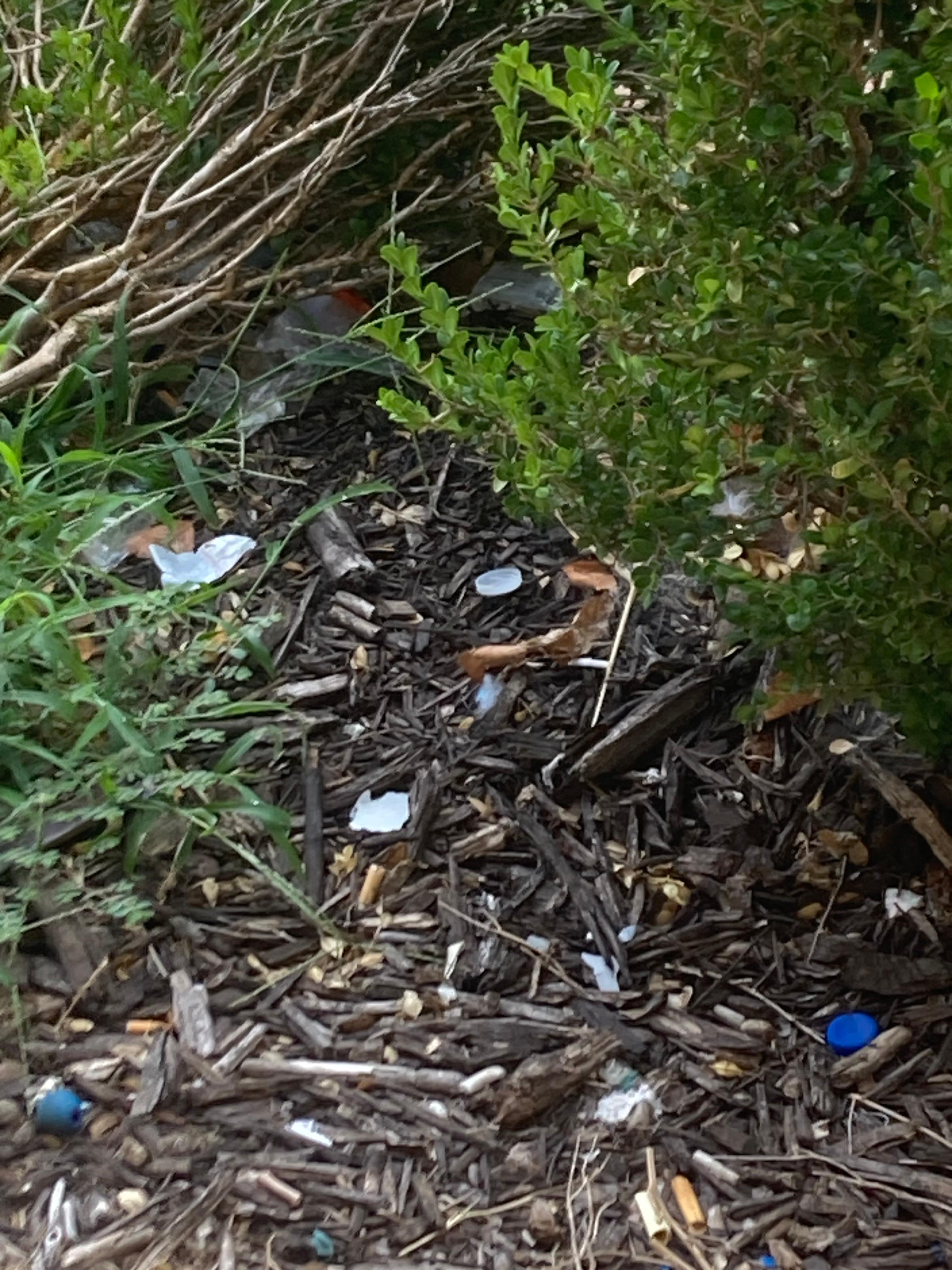 Garbage in bushes