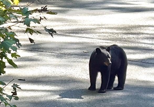 A bear in the neighborhood
