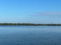 Dolphins swimming by at the end of the street.