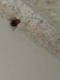 Roach found in the room.