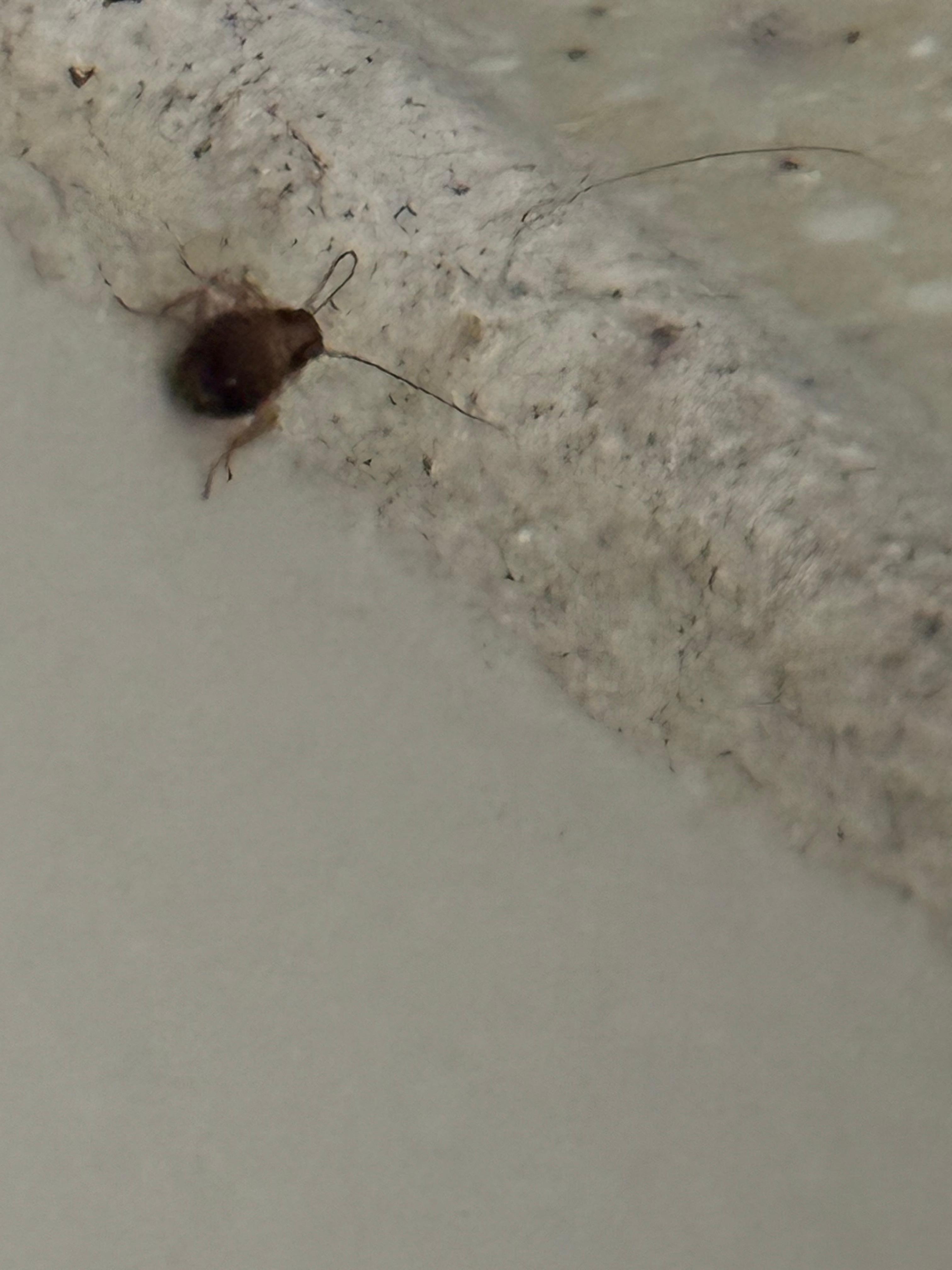 Roach found in the room.