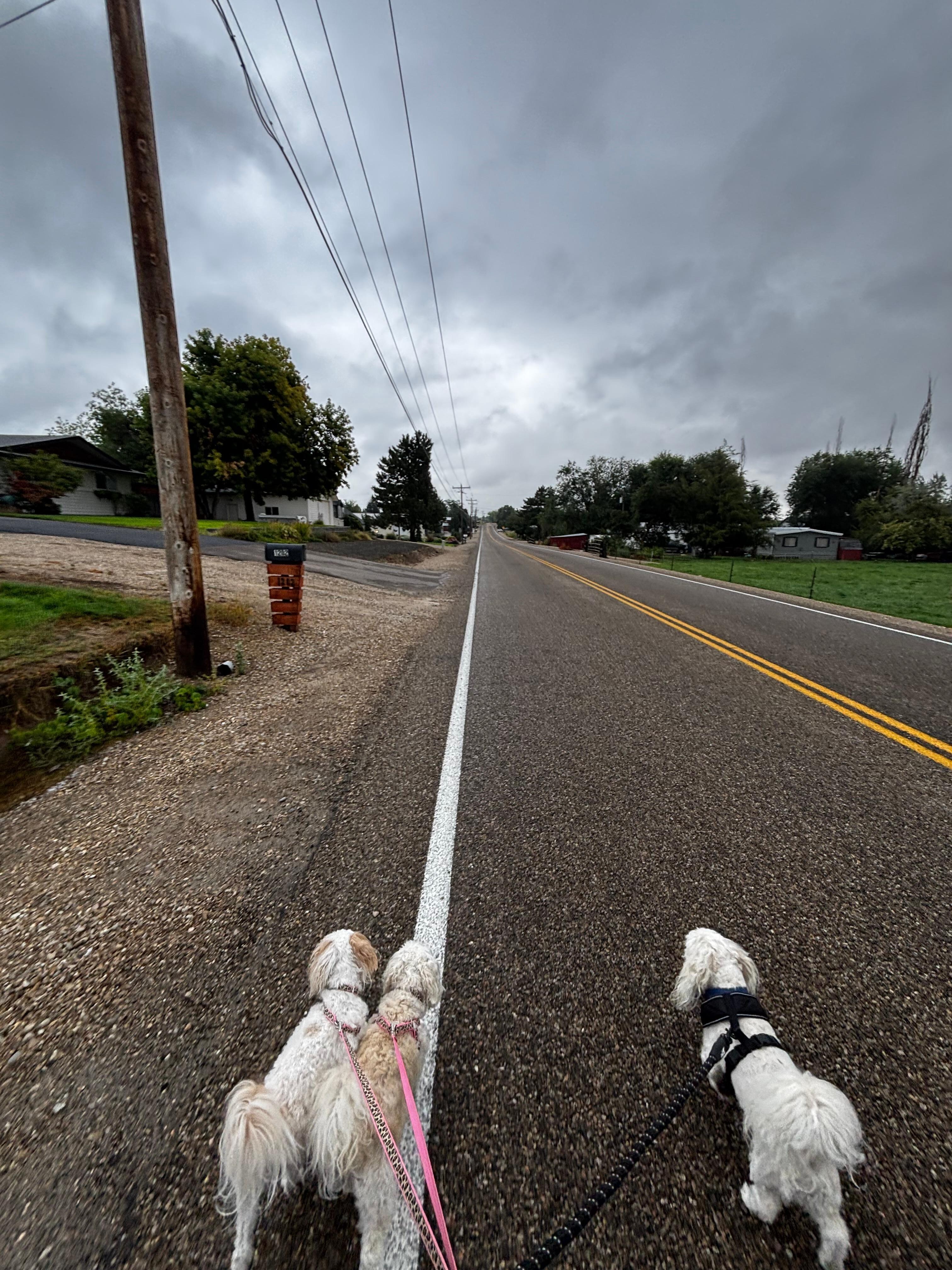 On our morning walk in the neighborhood 