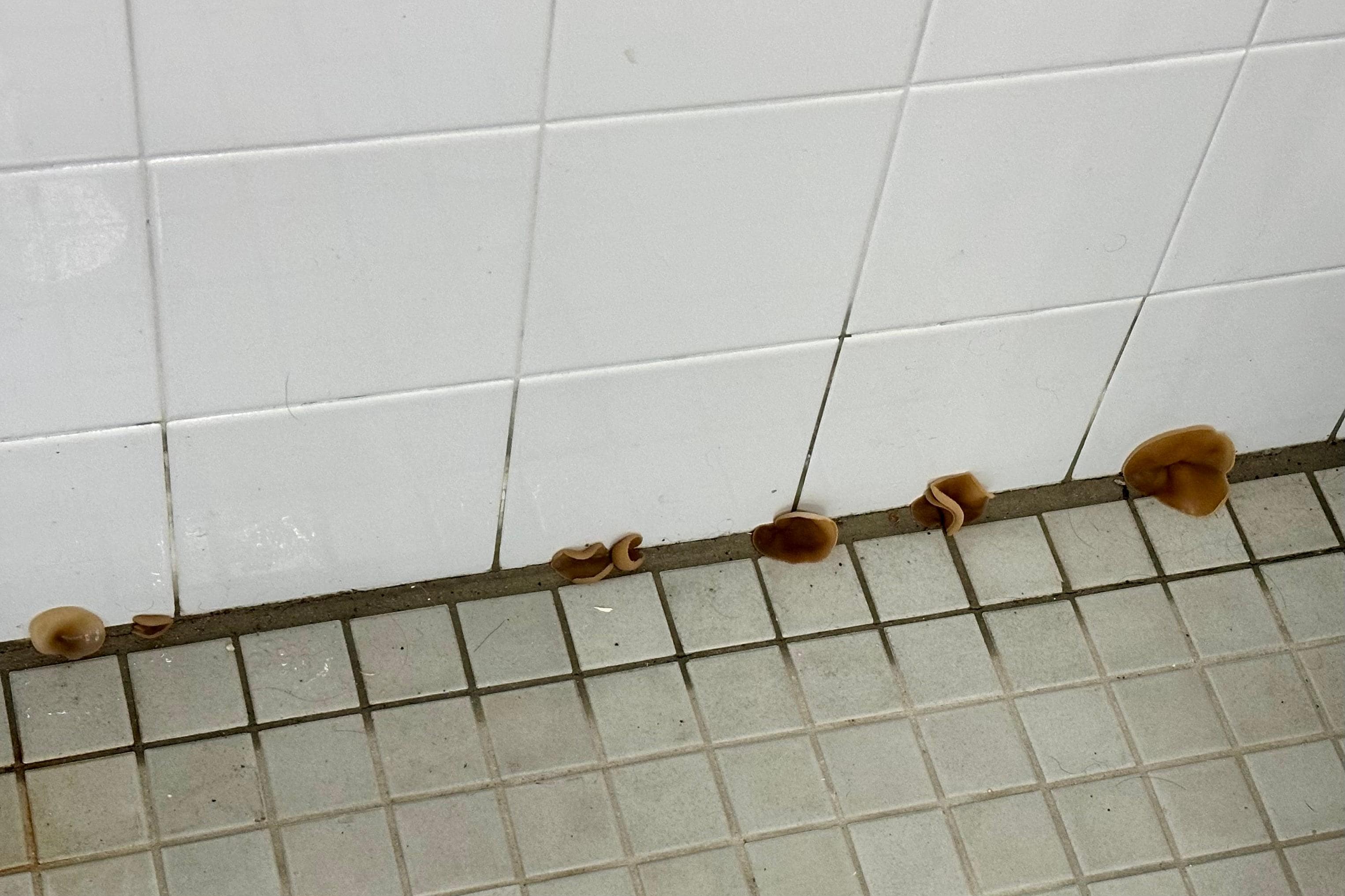 Mushrooms growing on the pool deck.