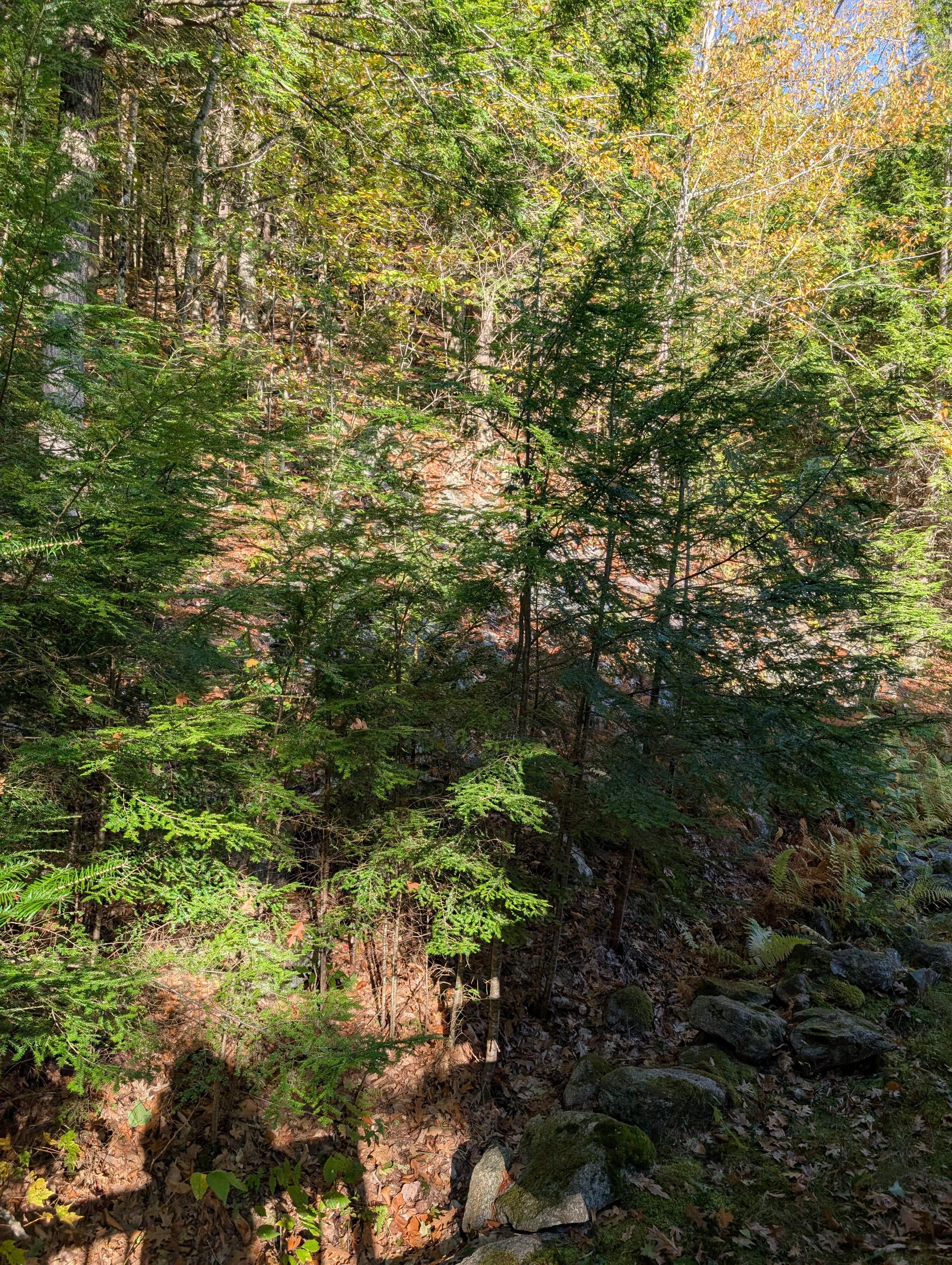 View from the back porch area