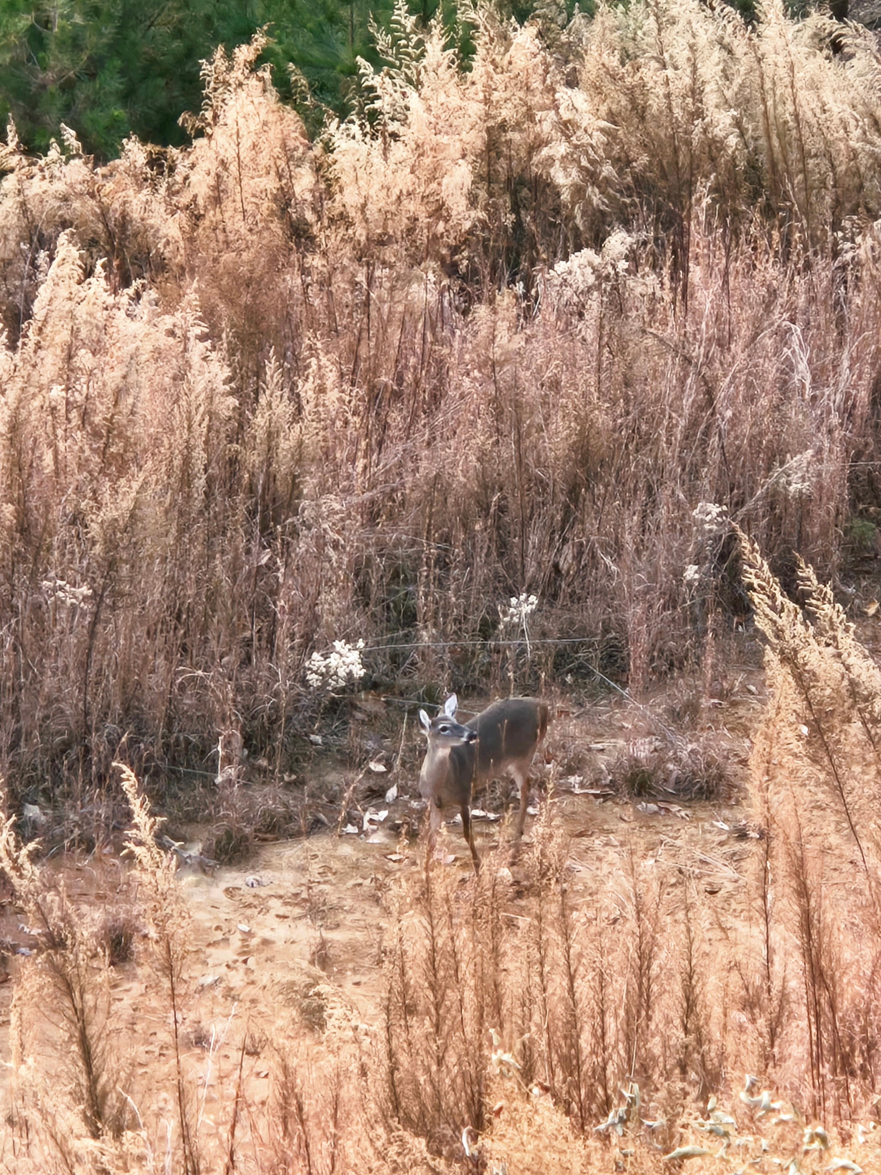 Deer below the balcony