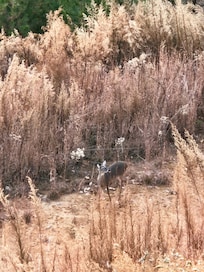 Deer below the balcony