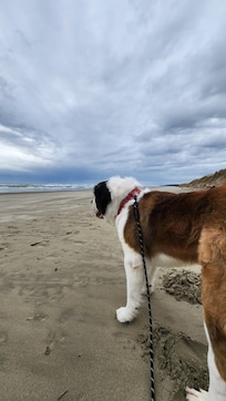 1st time on the beach and he was trippin'!