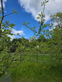 Apple blossoms from the orchard