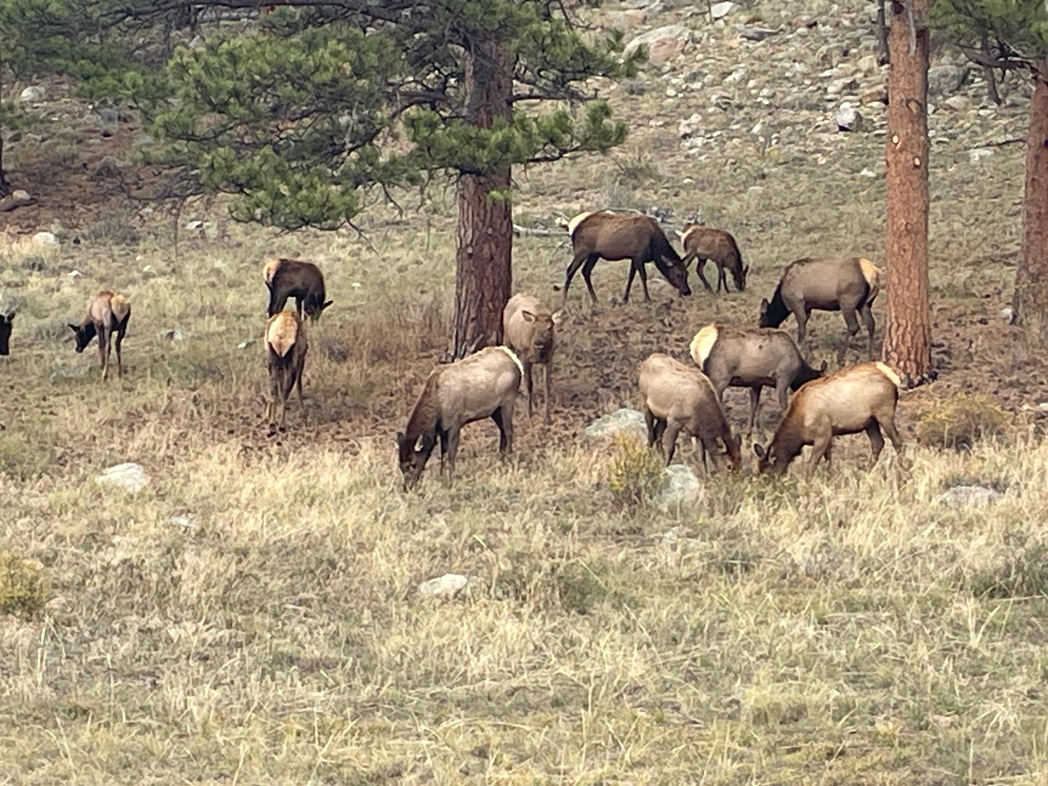 saw so many elk in the national park