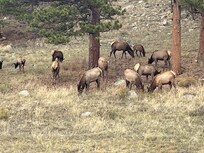 saw so many elk in the national park