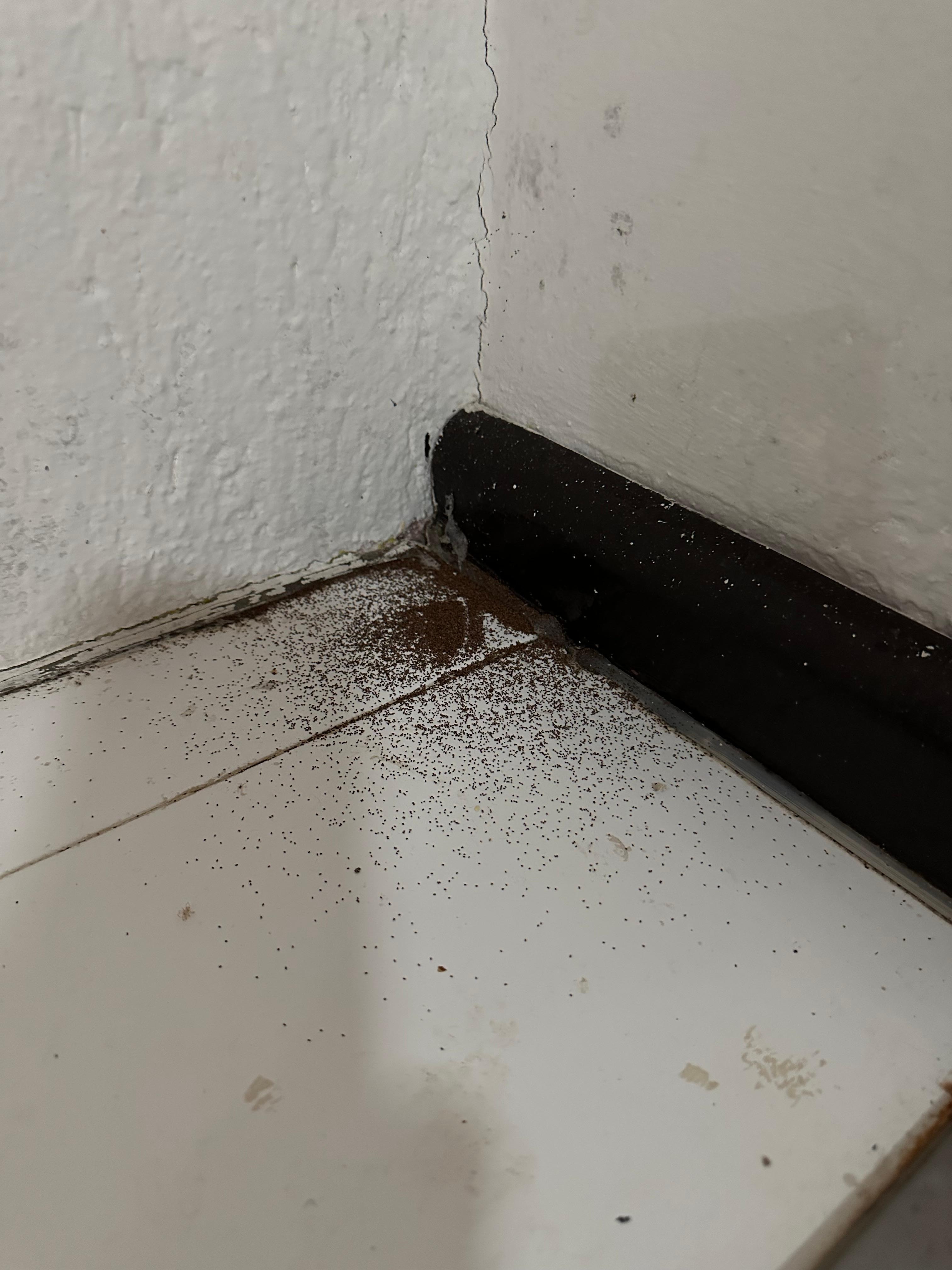 Coffee grounds, we didn't have coffee