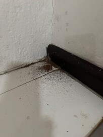 Coffee grounds, we didn't have coffee