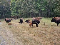 Elk and Bison Prairie
