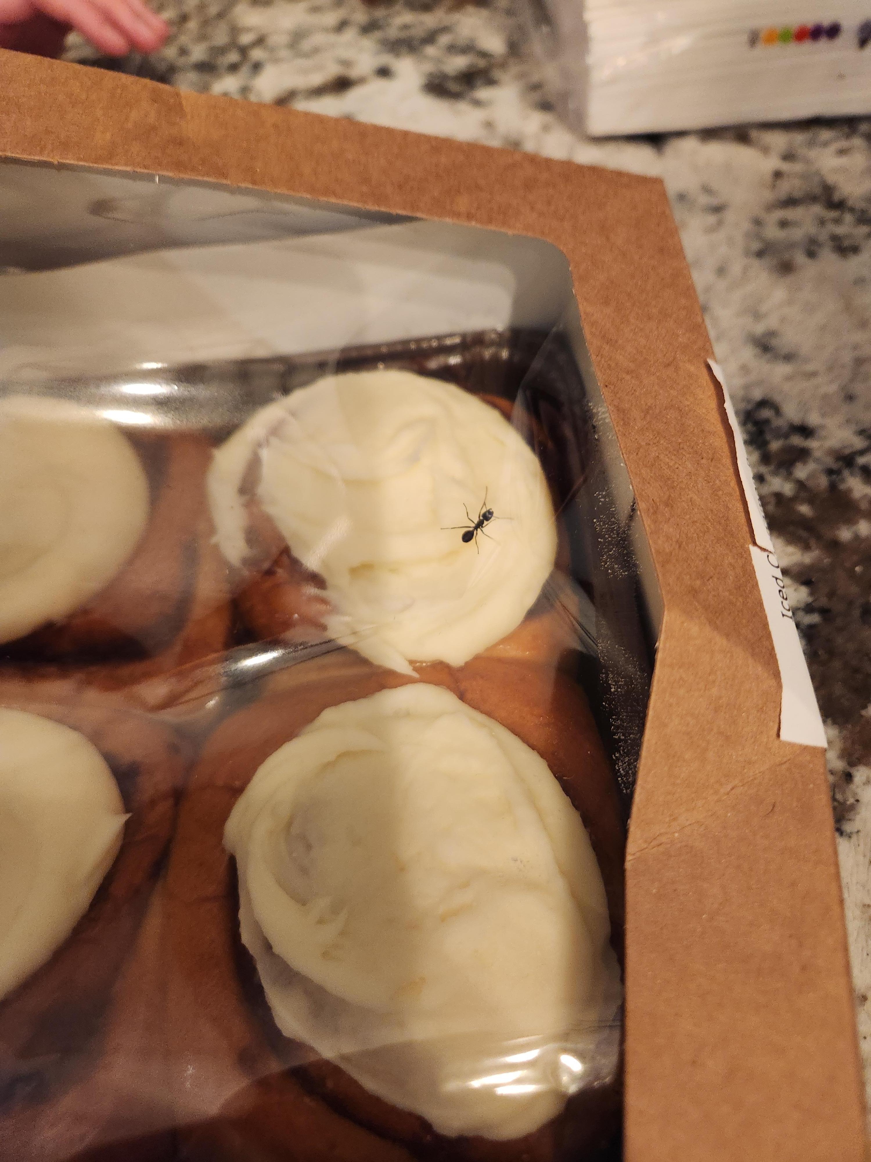 Ants invaded any packaged food on kitchen island (bagels, rolls--anything in a bag or sealed box)