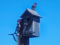 Bird house off the back deck