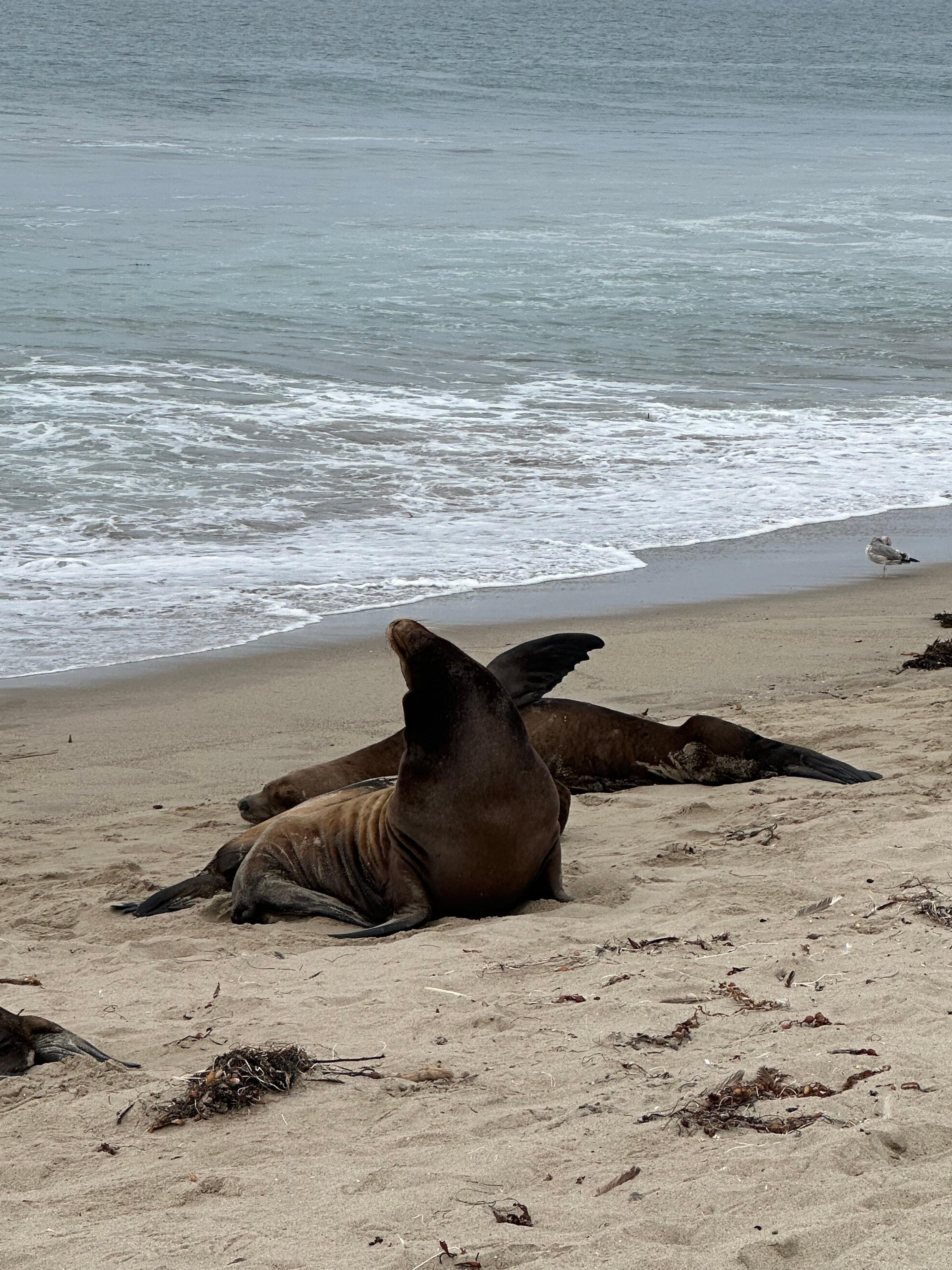 Lots of seals, so cute!