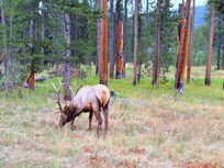 A Bull Elk grazing along the road