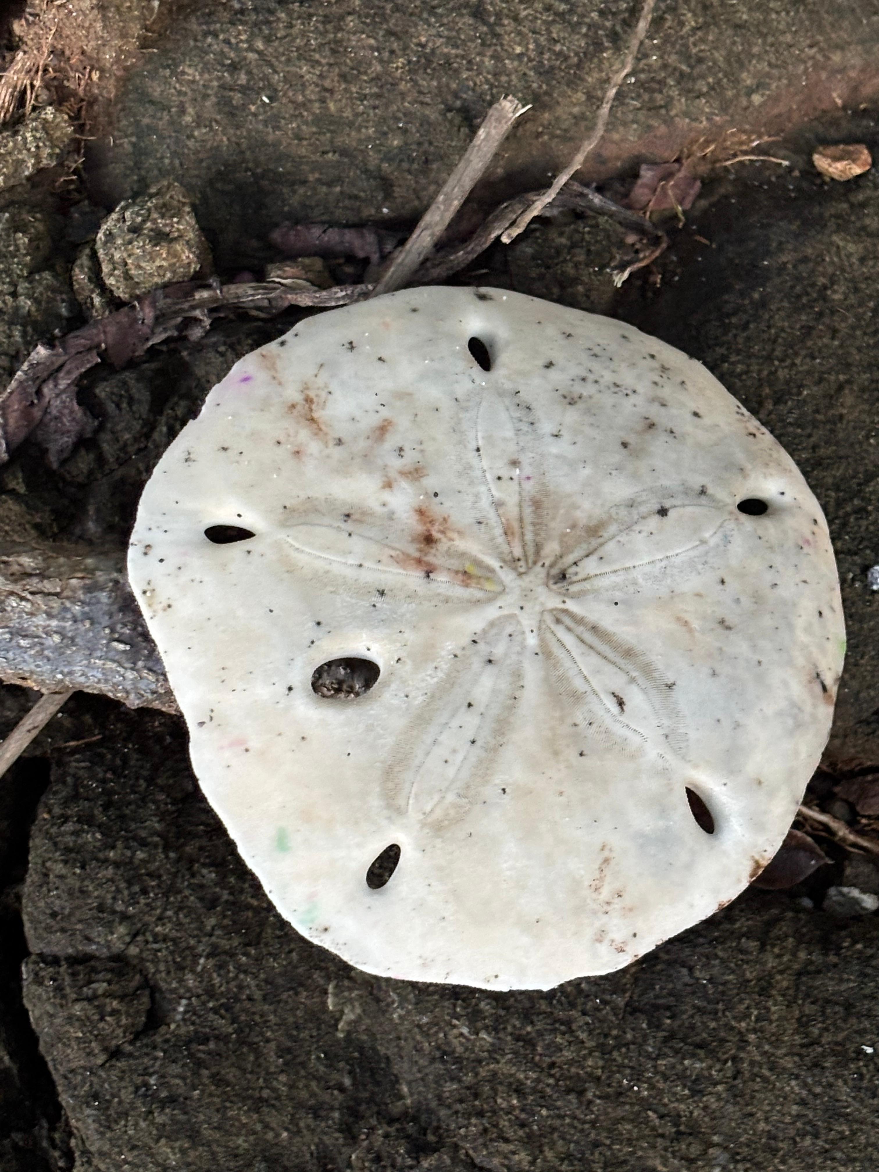 Beautiful sand dollar at the beach!