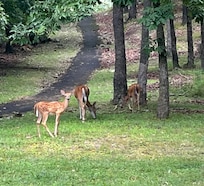 Local deer were fun to see!