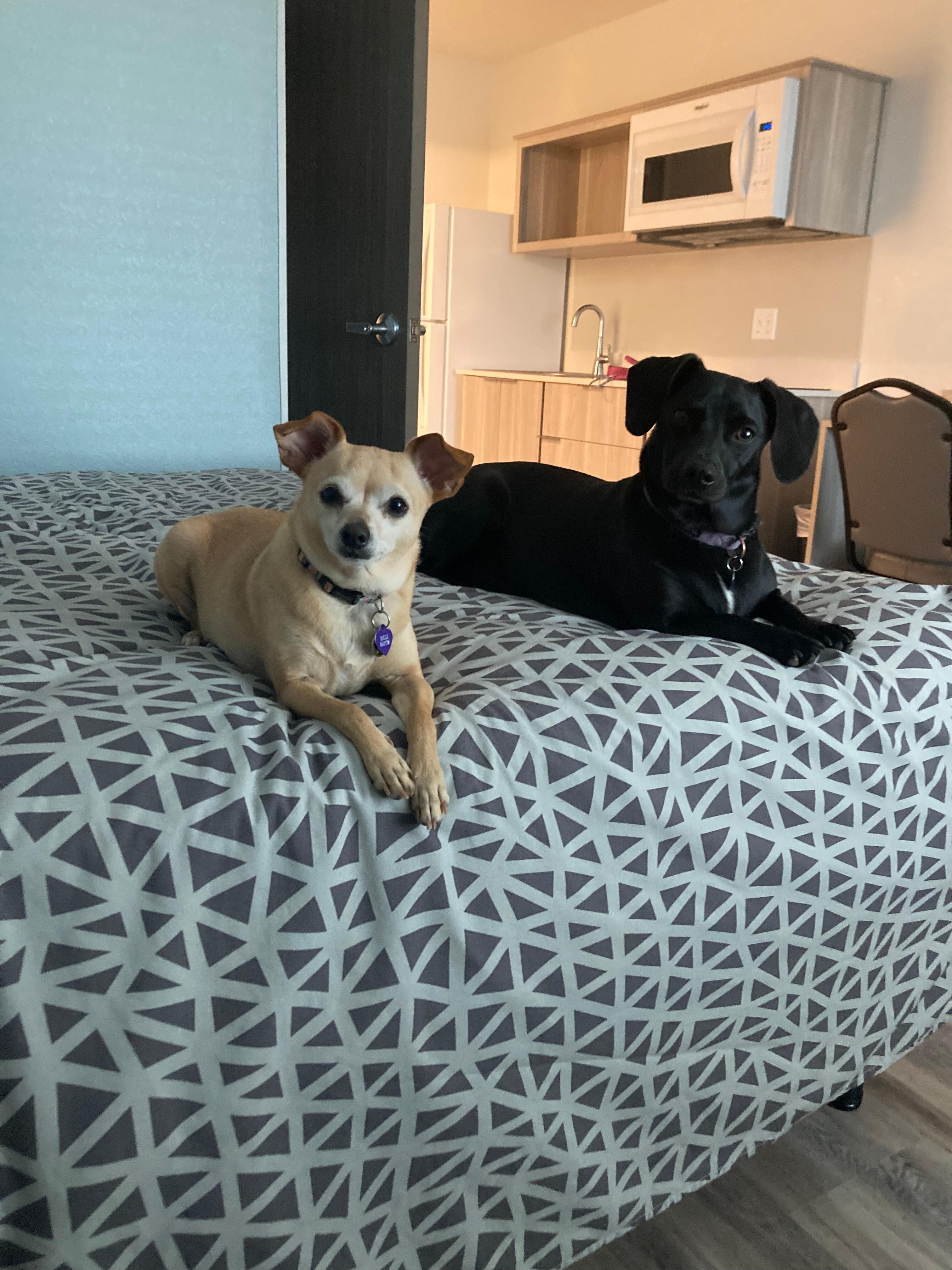 Balla and Charlie were asked to leave on day 3 because they barked too much. The have been in a kennel with a care taker for almost 75 days…
