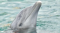 Make sure to book any excursions thru the reps in the lobby. They really do have the best deals and if not they will match any deal you find. Very convenient. The dolphin discovery was a blast and my family loved it