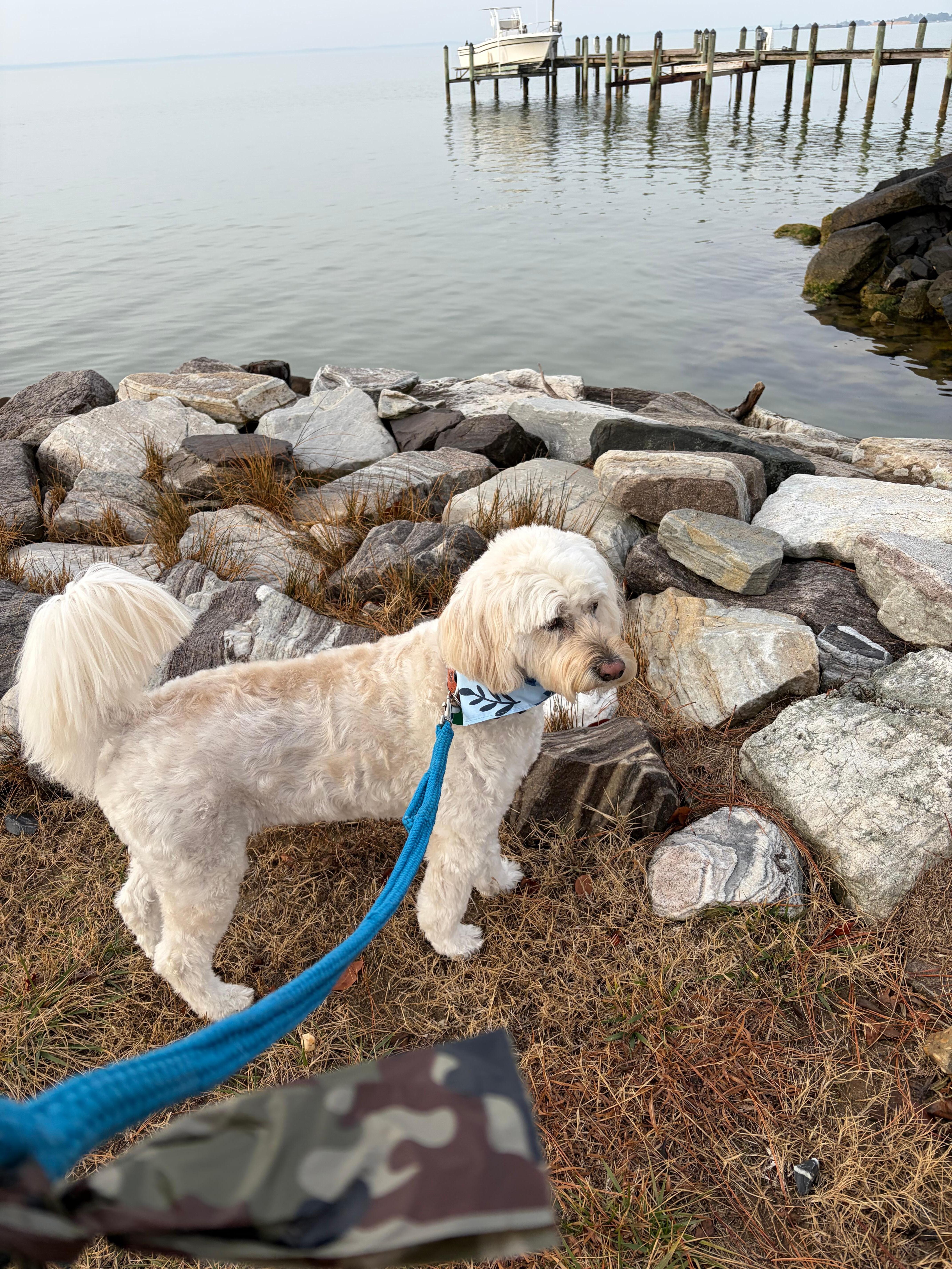 Our dog Archie enjoying the surroundings 