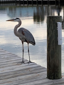 Favorite visitor! He was hopeful for a piece of shrimp bait from the boys.