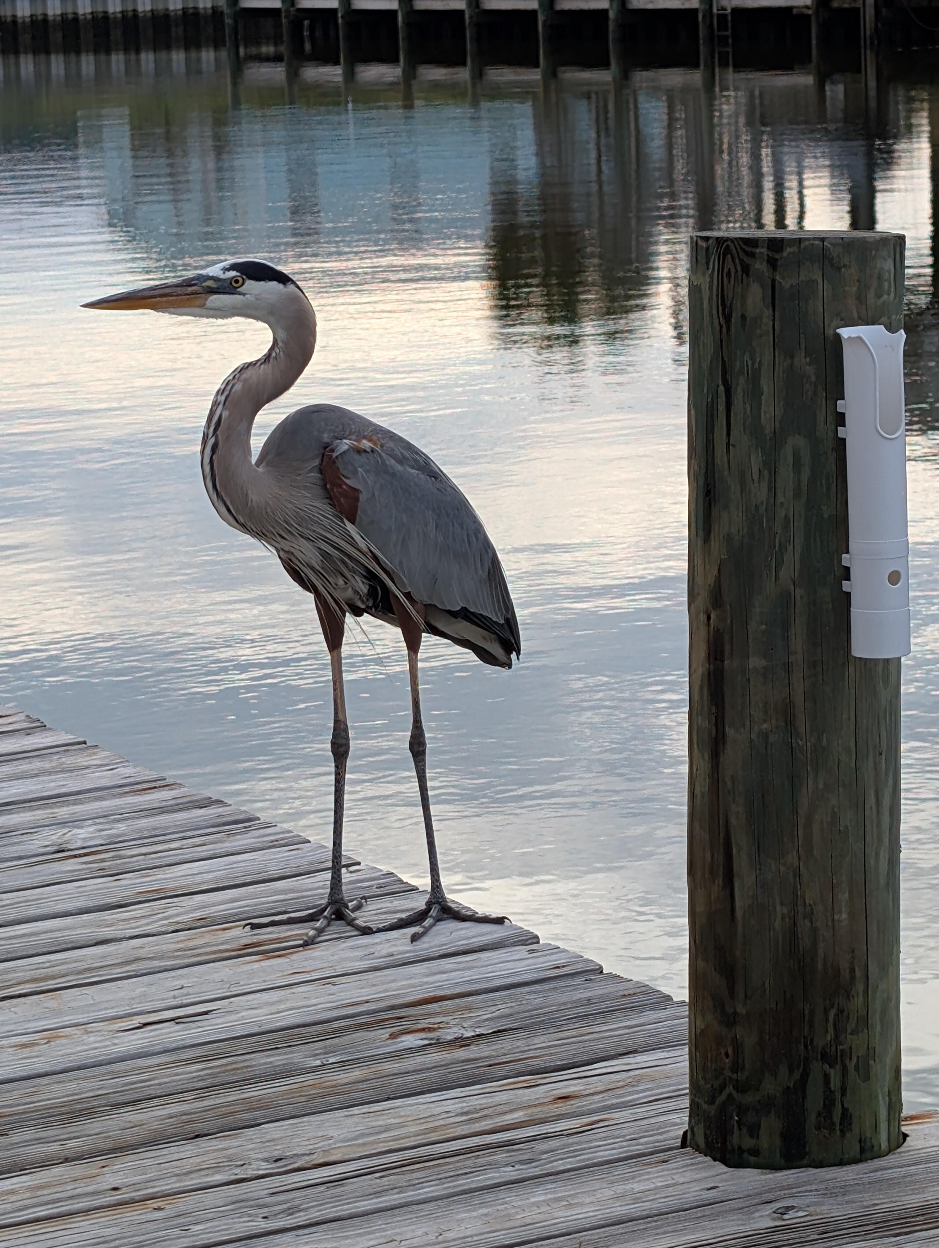 Favorite visitor! He was hopeful for a piece of shrimp bait from the boys.